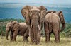 10 Elephant Family